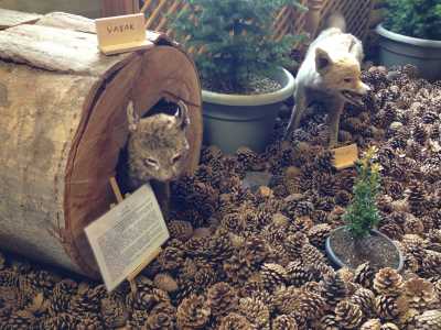 Abant Doğa Müzesi.2